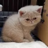 エキゾチックショートヘア【兵庫県・女の子・2025年5月25日・クリームタビー】の写真3