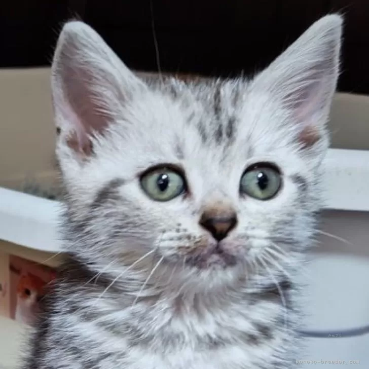 ID：2505-03779の子猫