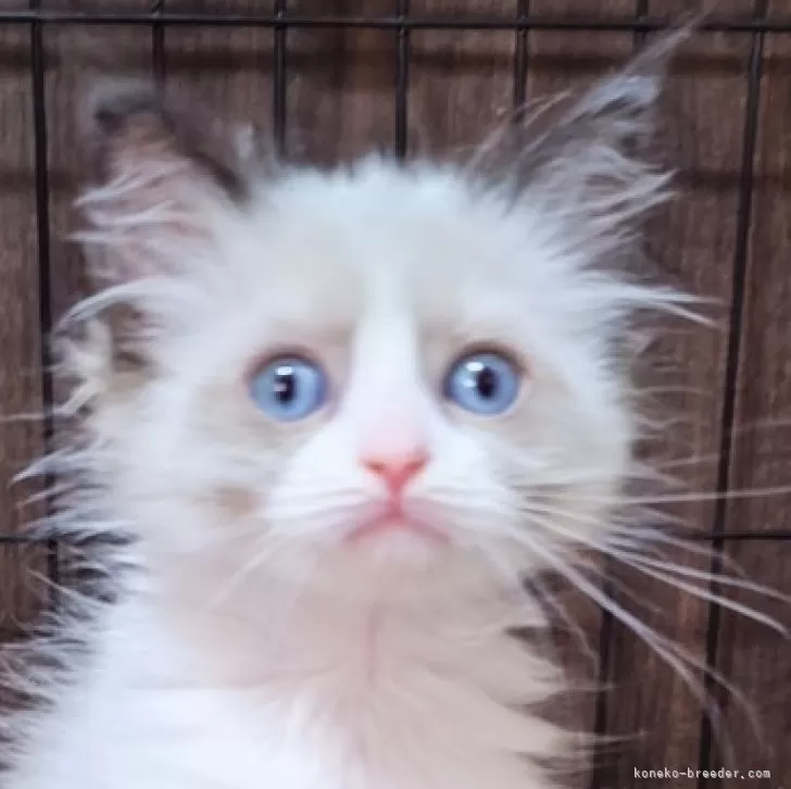 ID：2505-03774の子猫