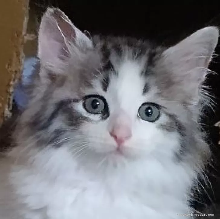 ID：2504-01787の子猫