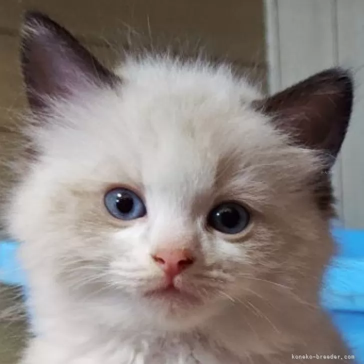 ID：2505-01083の子猫