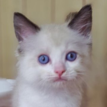 ラグドール【兵庫県・男の子・2025年5月25日・シールポイントバイカラー】の写真「リボンなし🎀くん」