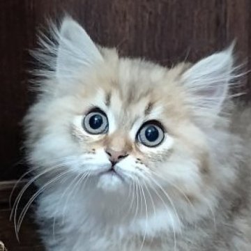 ペルシャ【兵庫県・女の子・2025年2月1日・チンチラゴールデン】の写真「美人さんです♡」