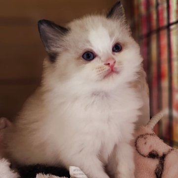 ラグドール【兵庫県・男の子・2025年9月29日・シールポイントバイカラー】の写真「もふもふでかわいい男の子☆」