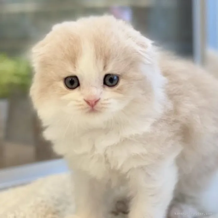 ID：2309-00875の子猫