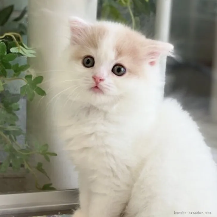 ID：2309-01504の子猫