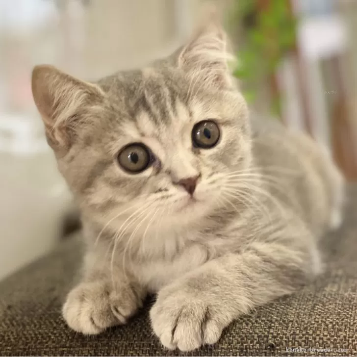 ID:2411-00783の子猫