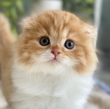 スコティッシュフォールド(折れ耳)【愛知県・男の子・2024年5月3日・レッドタビー&ホワイト（ロングヘア）】の写真「★可愛い　☆まん丸顔　★人懐っこい」