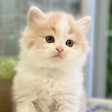 サイベリアン【愛知県・男の子・2024年1月13日・クリームタビー&ホワイト（ロングヘア）】の写真「★ふわもこ　☆可愛い　★人懐っこい　」
