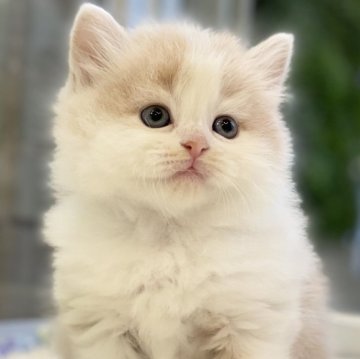 サイベリアン【愛知県・男の子・2024年1月13日・クリームタビー&ホワイト（ロングヘア）】の写真「★ふわもこ　☆可愛い　★人懐っこい」