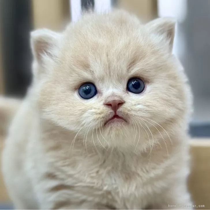 スコティッシュフォールド(立ち耳)【愛知県・男の子・2025年11月5日・クリームタビー】の写真1「他の写真や動画をご覧になりたい方はお気軽にお問い合わせ下さい。」