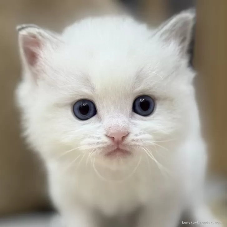 S.A 様のお迎えした子猫