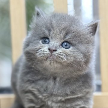 ブリティッシュロングヘア【愛知県・男の子・2025年8月8日・ブルー（ロングヘア）】の写真「★可愛い　☆ふわもこ　★まんまる顔」