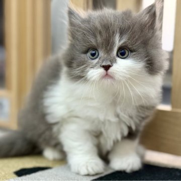 サイベリアン【愛知県・女の子・2025年10月24日・ブルータビー&ホワイト（ロングヘア　）】の写真「★可愛い　☆ふわもこ　★人懐っこい」