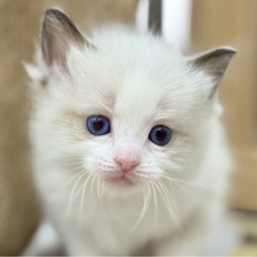 ラグドール【愛知県・女の子・2025年10月23日・シールポイントバイカラー（ロングヘア）】の写真「★可愛い　☆ふわもこ　★人懐っこい」