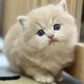 スコティッシュフォールド(立ち耳)