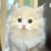 スコティッシュフォールド(立ち耳)