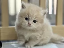 スコティッシュフォールド(立ち耳)【愛知県・女の子・2025年11月5日・クリームタビー】の写真2