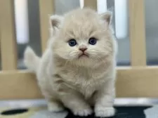 スコティッシュフォールド(立ち耳)【愛知県・男の子・2025年11月5日・クリームタビー】の写真2