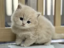 スコティッシュフォールド(立ち耳)【愛知県・女の子・2025年11月5日・クリームタビー】の写真8