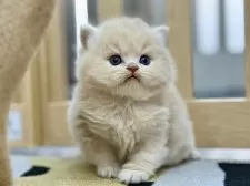 スコティッシュフォールド(立ち耳)【愛知県・男の子・2025年11月5日・クリームタビー】の写真3