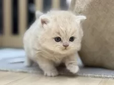 スコティッシュフォールド(立ち耳)【愛知県・男の子・2025年11月5日・クリームタビー】の写真4