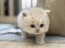 スコティッシュフォールド(立ち耳)【愛知県・男の子・2025年11月5日・クリームタビー】の写真5