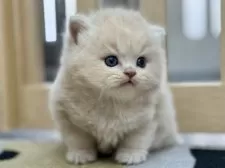 スコティッシュフォールド(立ち耳)【愛知県・男の子・2025年11月5日・クリームタビー】の写真6