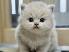 スコティッシュフォールド(立ち耳)【愛知県・男の子・2025年11月5日・クリームタビー】の写真7