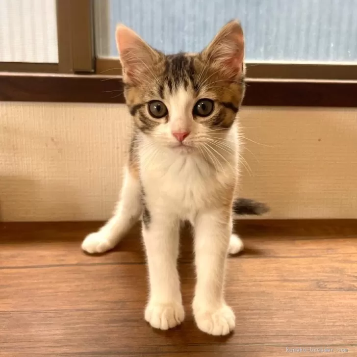 ID：2405-00101の子猫