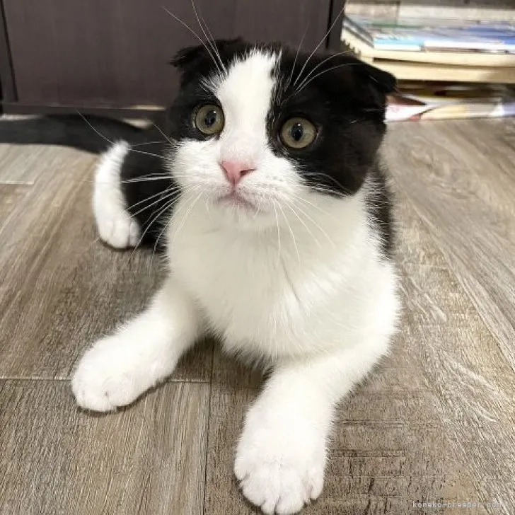 ID：2303-02004の子猫