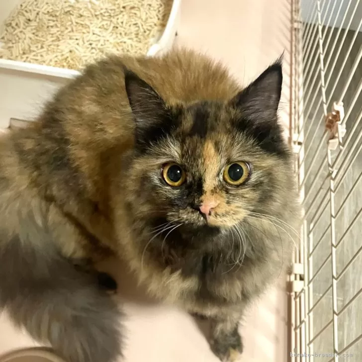 ID：2406-01182の子猫