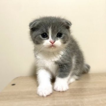 スコティッシュフォールド(折れ耳)【神奈川県・男の子・2023年10月6日・ブルータビー&ホワイト（短毛）】の写真「天から舞い降りた幸運のカギしっぽくん」