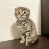 スコティッシュフォールド(折れ耳)【神奈川県・女の子・2024年10月12日・ブラウンタビー】の写真1