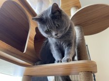 ブリティッシュショートヘア【・男の子・2021年6月6日・ブルー】