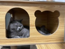 ブリティッシュショートヘア【・男の子・2021年6月6日・ブルー】