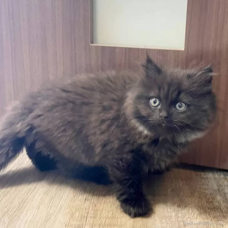 ID:2503-01230の子猫