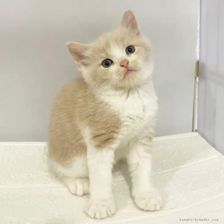 ウィンター_k 様のお迎えした子猫