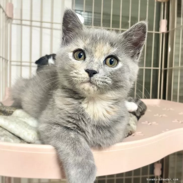 ID：2411-01231の子猫