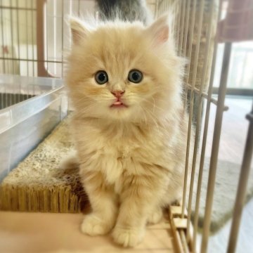 スコティッシュフォールド(立ち耳)【神奈川県・男の子・2025年9月20日・クリームタビー（長毛）】の写真「わたあめの具現化です」