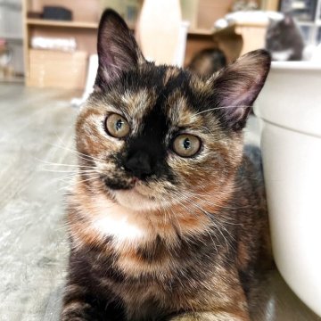 スコティッシュフォールド(立ち耳)【神奈川県・女の子・2025年6月26日・トーティシェル（短毛）】の写真「瞳が美し過ぎるチョロいスコちゃん♪」