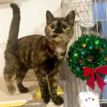 スコティッシュフォールド(立ち耳)【神奈川県・女の子・2025年6月26日・トーティシェル（短毛）】の写真「瞳が美し過ぎるチョロいスコちゃん♪」