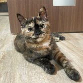 スコティッシュフォールド(立ち耳)