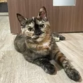 スコティッシュフォールド(立ち耳)