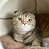 スコティッシュフォールド(折れ耳)