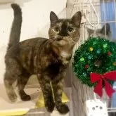 スコティッシュフォールド(立ち耳)