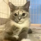 スコティッシュフォールド(立ち耳)