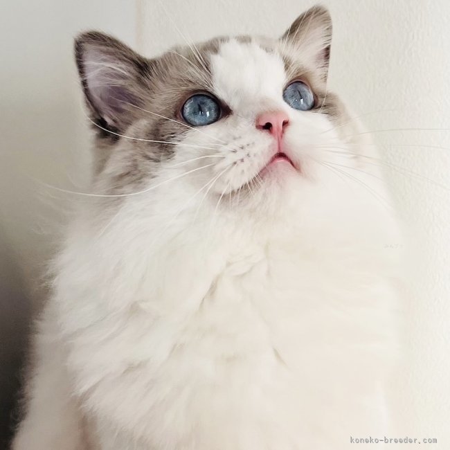 ✨ピュアで魅力的なプリンス✨ レオンパパさん 1歳 🤍CFA登録🤍｜小熊　加寿美(おぐま　かすみ)ブリーダー(福島県・ラグドールなど・CFA/BCF登録)の紹介写真2