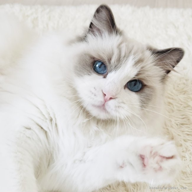 💫お上品なお顔立ちのプリンセス💫 ジュリエットママさん 2歳 🤍CFA登録🤍｜小熊　加寿美(おぐま　かすみ)ブリーダー(福島県・ラグドールなど・CFA/BCF登録)の紹介写真3