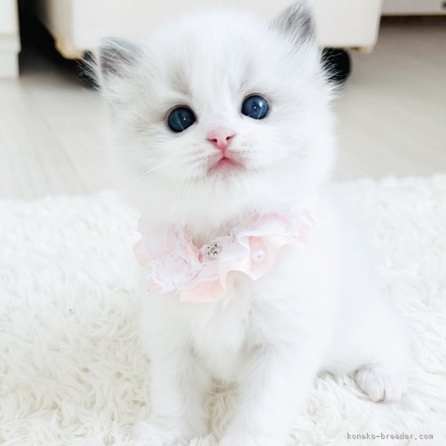 🪿レオン＆ジュリエット🪿美しい子猫ちゃん٭𓈒𓏸生後30日目｜小熊　加寿美(おぐま　かすみ)ブリーダー(福島県・ラグドールなど・CFA/BCF登録)の紹介写真8